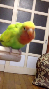 ぴよっ