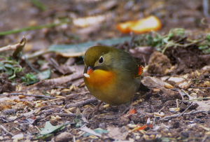 ソウシチョウ