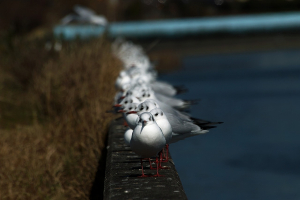 カモメザイル