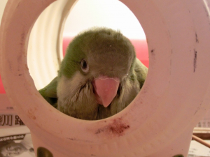 大きめなので蚊鳥豚がお部屋です