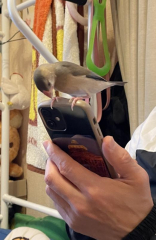 このようにスマホの上に飛び乗ってきます