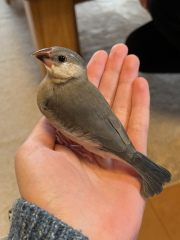 手乗りができるくらいには人に慣れています