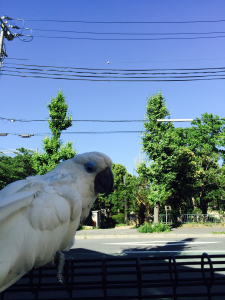 けんちゃんの心みたいに澄み切った空