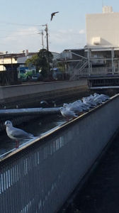 いつも見かける大きなカモメよりは小さい