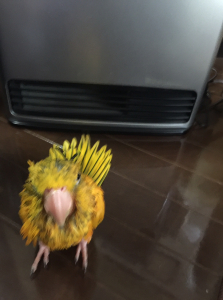 なんとか風邪ひかずにすみました