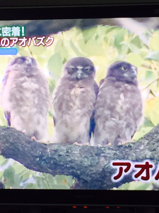 テレビの画面です３兄弟