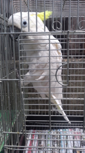 オウムカゴで捕まえたら上から下まで有った