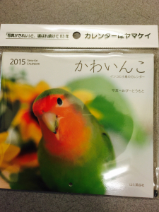 なんか、懐かしいコザクラインコ