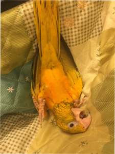 コタツから落っこちた直後