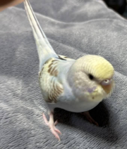 幼鳥のころ