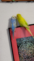 右側の黄色のインコです。