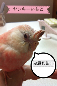 水浴び直後