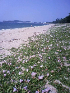 海と山どっちが好きですか？