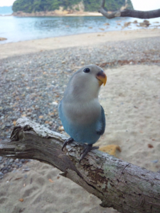 小桜インコのシマです(^^)