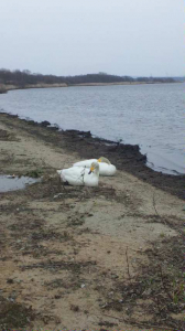 のんびり、白鳥さん。