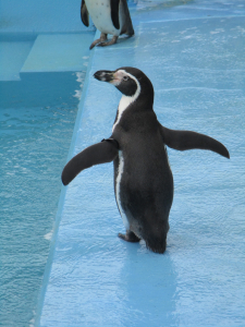 ペンギンはカワイイな♪