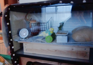 食べやすくなりました