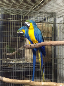 こちらも期待のルリコンゴウインコ