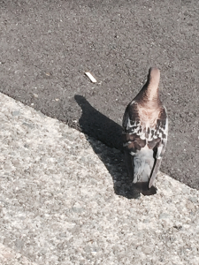 ジャングルに現れた黄金の鳩？