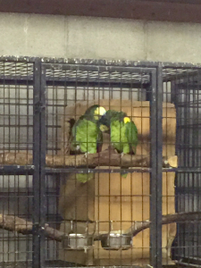 仲良し、アオボウシインコ