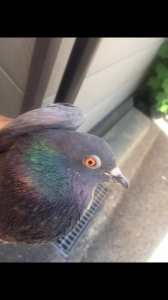 大空に向かって飛んで行った鳩