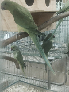 元気なワカケホンセイインコ達