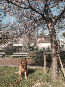 愛犬と