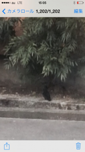 少し伸ばしました、ハッカチョウ