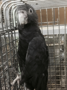 クロインコ