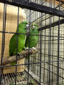 仲の良い、キエリボウシインコ