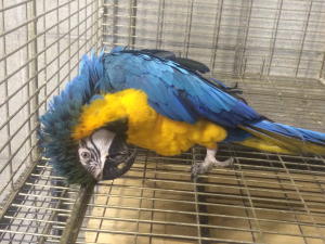 ルリコンゴウインコ