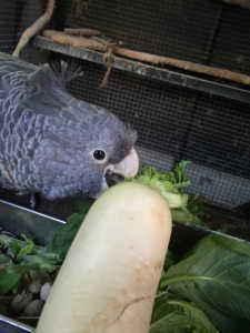 大根の葉っぱを食べるアカサカオウム