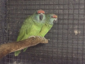 ムラサキボウシインコ