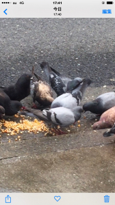 黄金の鳩、分かりますか？