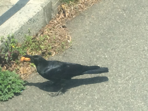 馴染みのカラスです、この子は六甲山にて！