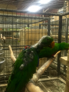 オオハナインコの雛です