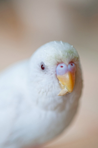 おやつを食べているところです