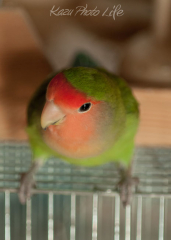 一番やんちゃなサクラです