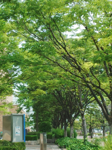 お散歩道〜♪鳥さんがたくさんいます♪