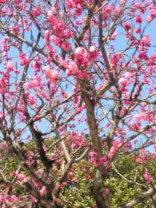 大宰府の梅♪