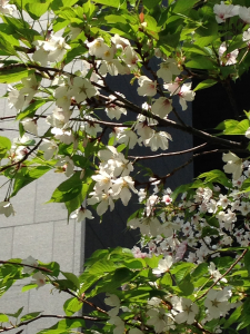 街は葉桜に♪