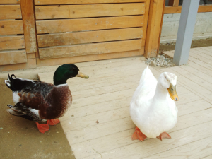 優しいカモのカップル