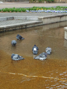 鳩さん水浴び♪