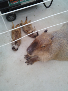 暖房でくつろぐミーアキャットとカピバラ