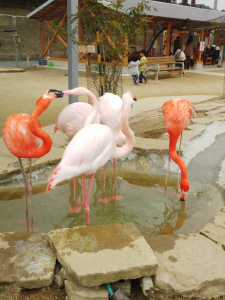 こないだのプチ動物園♪