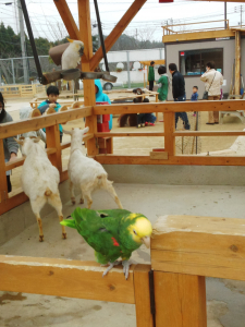 おしゃべり上手なオオキボウシインコ