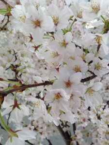 桜咲くサクちゃんお迎えおめでとう