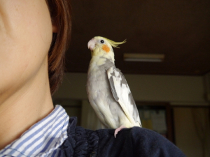 はよ、わいのも作ってや！