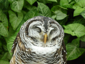 花鳥園より　この子がオナガフクロウ？