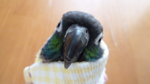笑わないで食べられるかな？